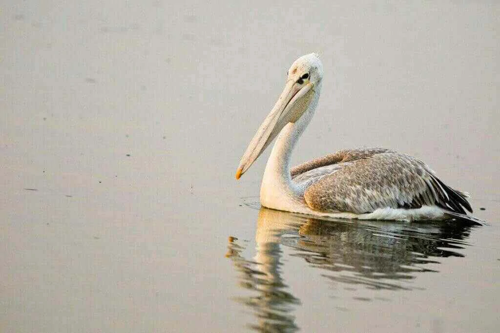 bird spotted on a boat safari